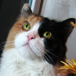 Пазл: Просящий взгляд