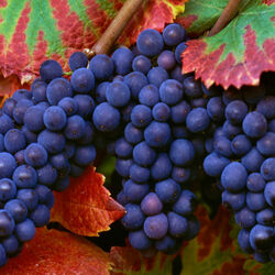 Пазл: Виноград