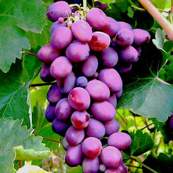 Пазл: Виноград