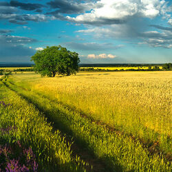 Пазл: Среди зрелых хлебов