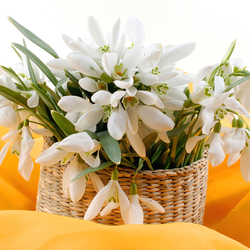 Пазл: Подснежники