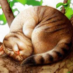 Пазл: Спящий красавец. Коты  Makoto Muramatsu