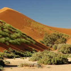 Пазл: Поросшие пески