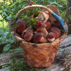 Пазл: Мечта грибника