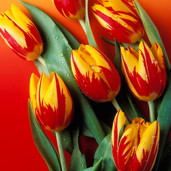 Пазл: Пламенеющие тюльпаны