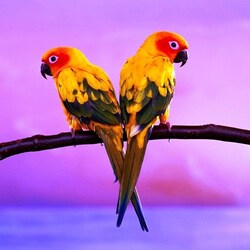 Пазл: Попугайчики