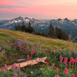 Пазл: Альпийский луг