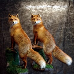 Пазл: Лисички сестрички