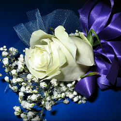 Пазл: Белая роза