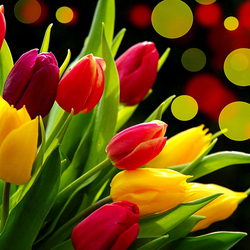 Пазл: Тюльпаны