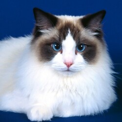 Пазл: Кошка