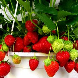 Пазл: Клубника в горшке