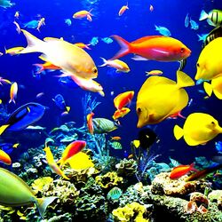 Пазл: Морские обитатели