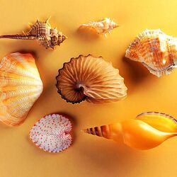 Пазл: Морские ракушки