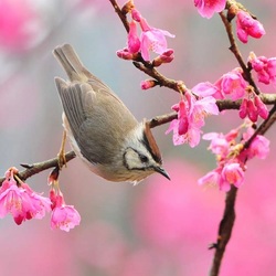 Пазл: Весна