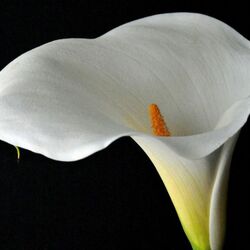 Пазл: Эфиопская калла