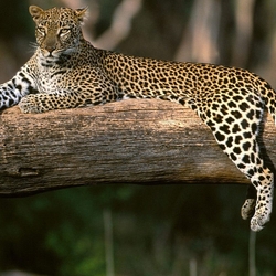 Пазл: Леопард