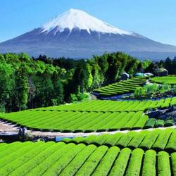 Пазл: Гора Фудзи