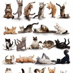 Пазл: Йога для котов от  Dan Borris