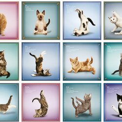 Пазл: Йога для котят от  Dan Borris