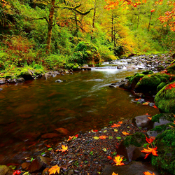 Пазл: На берегу лесной реки