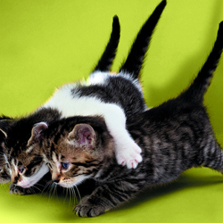 Пазл: Что-то интересненькое!