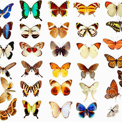 Пазл: Бабочки