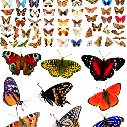 Пазл: Бабочки