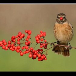 Пазл: С ягодкой в клюве