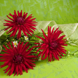 Пазл: Георгины