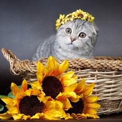 Пазл: Милаша в веночке