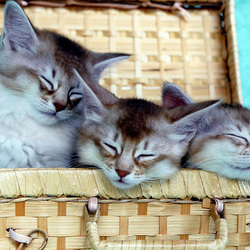 Пазл: Уютное местечко