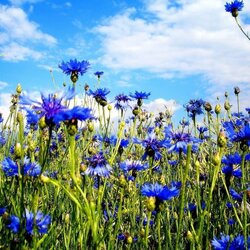 Пазл: Васильки