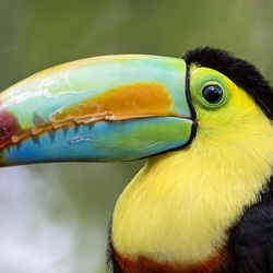 Пазл: Тукан