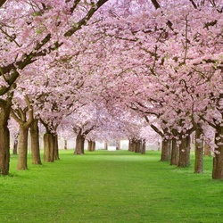 Пазл: Сакура