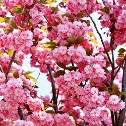 Пазл: Сакура