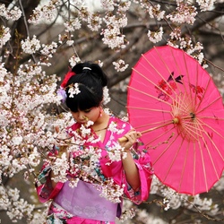 Пазл: Сакура цветет