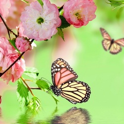 Пазл: Сакура