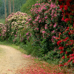 Пазл: Уголок старого сада