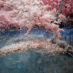 Пазл: Дерево в озере