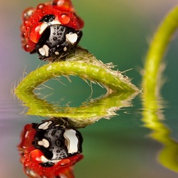 Пазл: Божья коровка