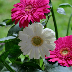 Пазл: Герберы