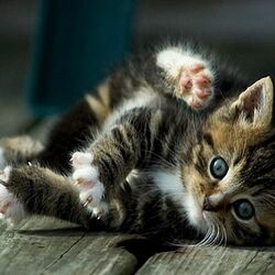 Пазл: Наши меньшие