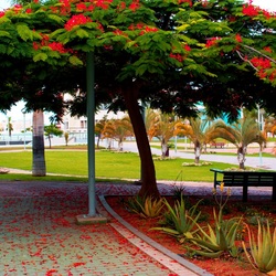 Пазл: Парк Лас-Пальмас-де-Гран-Канария