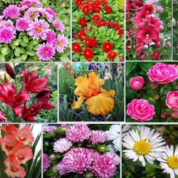 Пазл: Цветение 