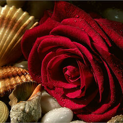 Пазл: Роза и ракушки