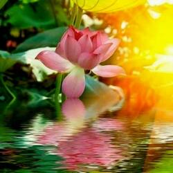 Пазл: Лилия