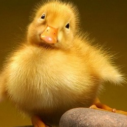 Пазл: Утёнок