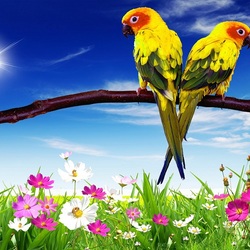 Пазл: Попугайчики