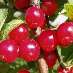 Пазл: Вишня войлочная